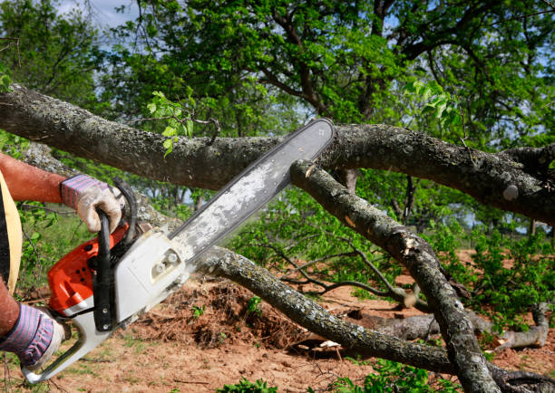 Best Tree Clearing Services  in Redington Beach, FL